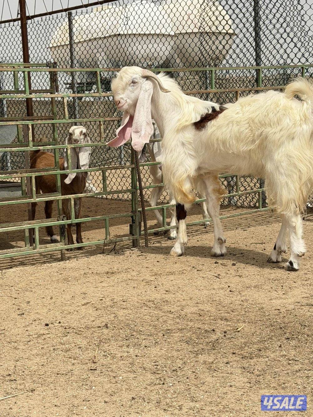 تيس جذع مرسي0