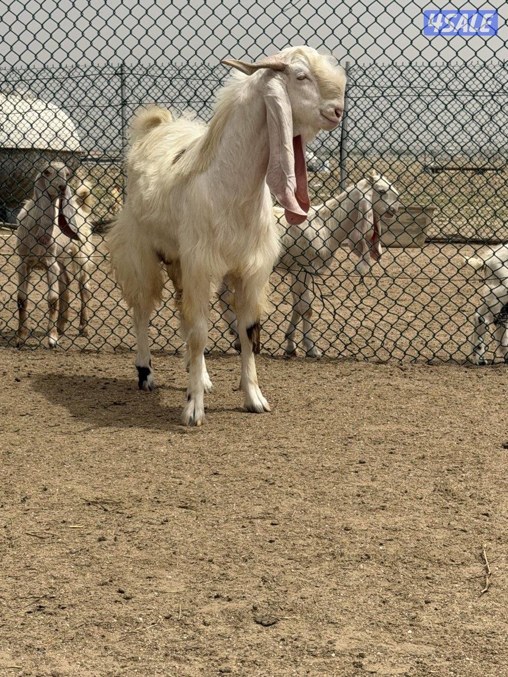 تيس جذع مرسي1