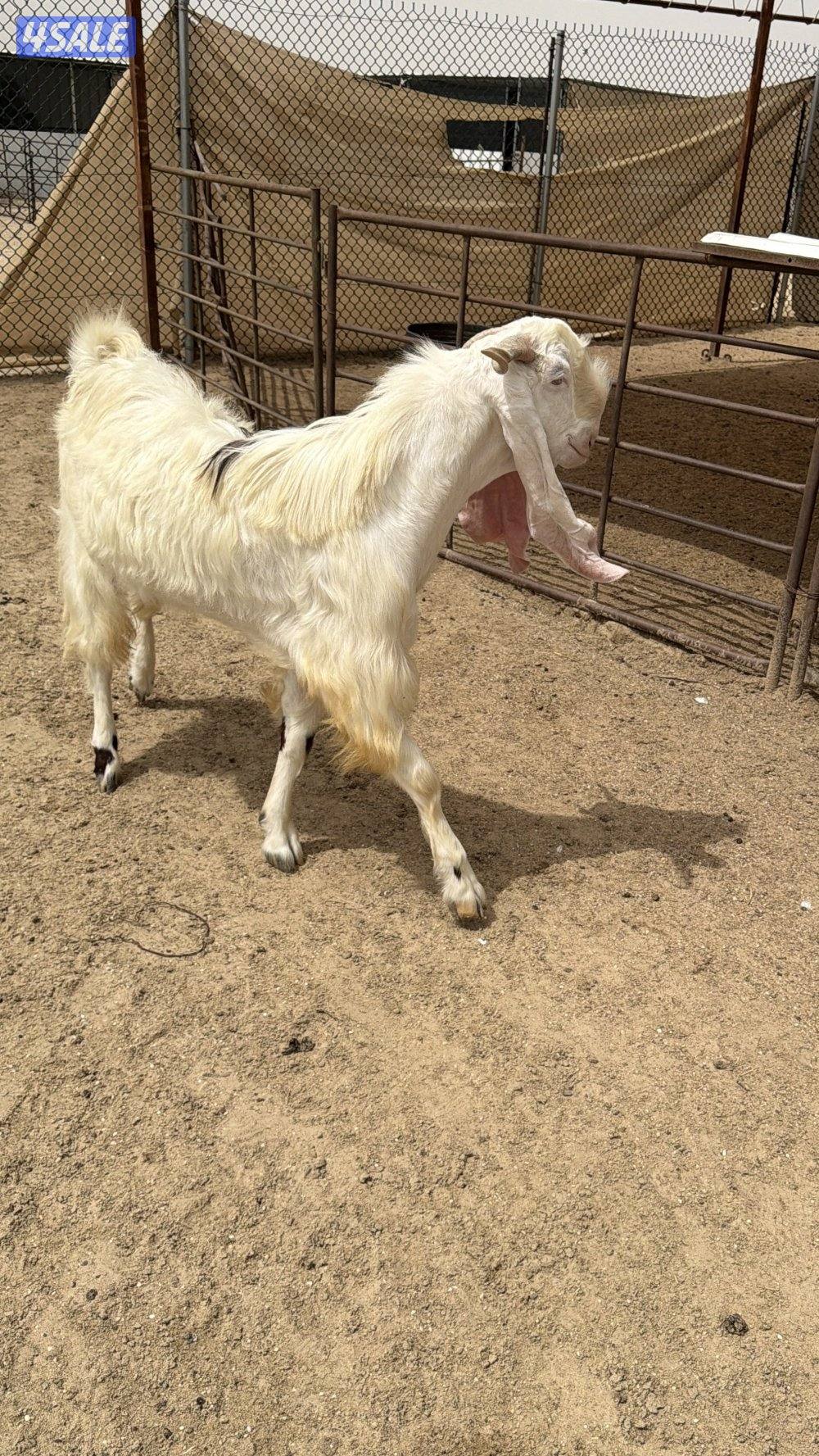 تيس جذع مرسي2