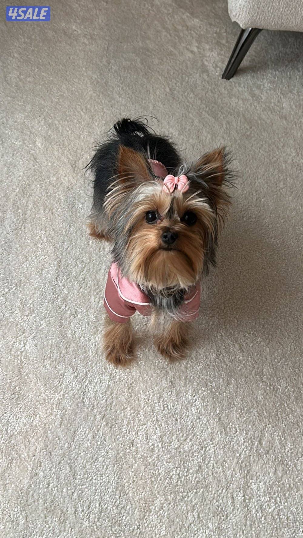 يورك شاير تي كب1