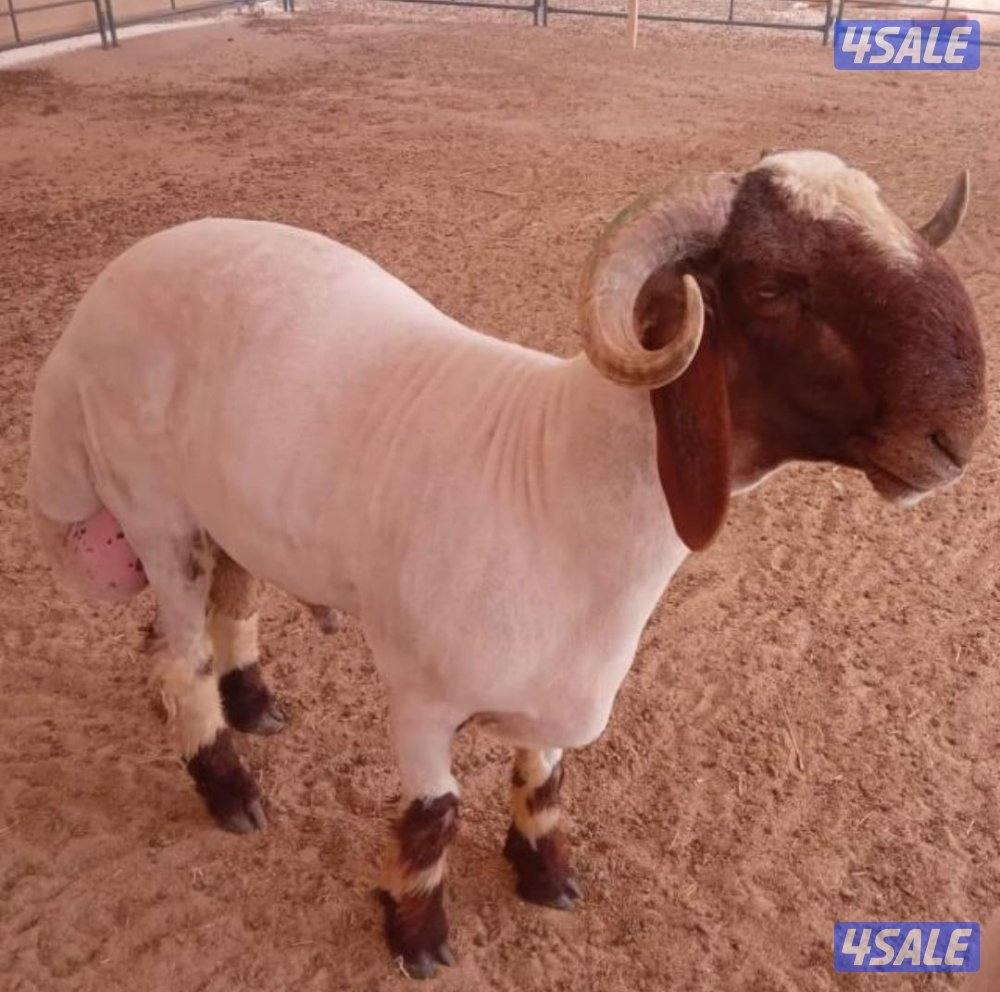 قص شعر غنم حلاقه غنم مكينه جيده تقليم اظافر0