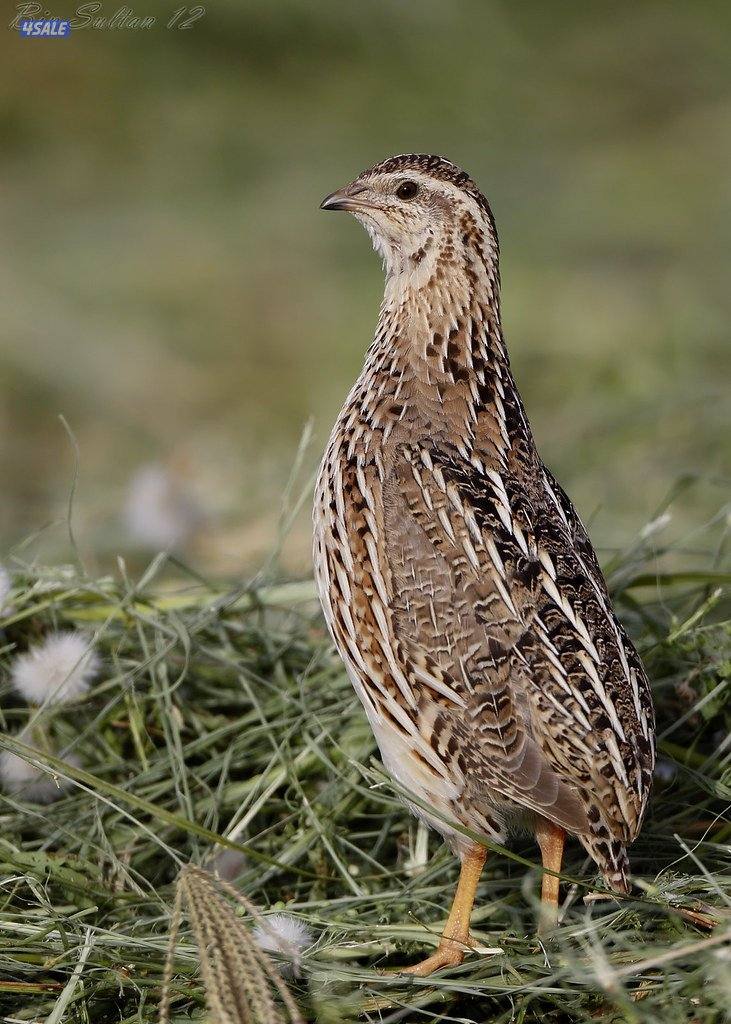 للبيع فري كبد على 0.3500