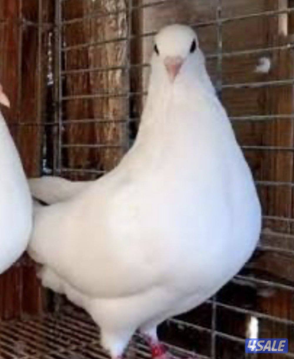 مطلوب فروخ لاحم فرنسي نشتري0