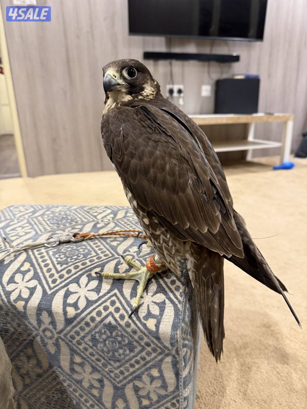 للبيع شيهانتين علومهم طيبه1