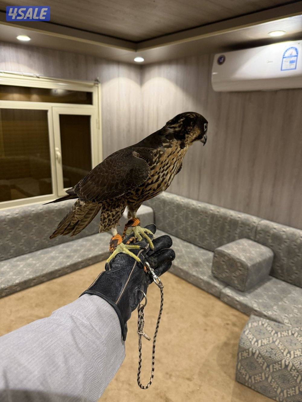 للبيع شيهانتين علومهم طيبه2