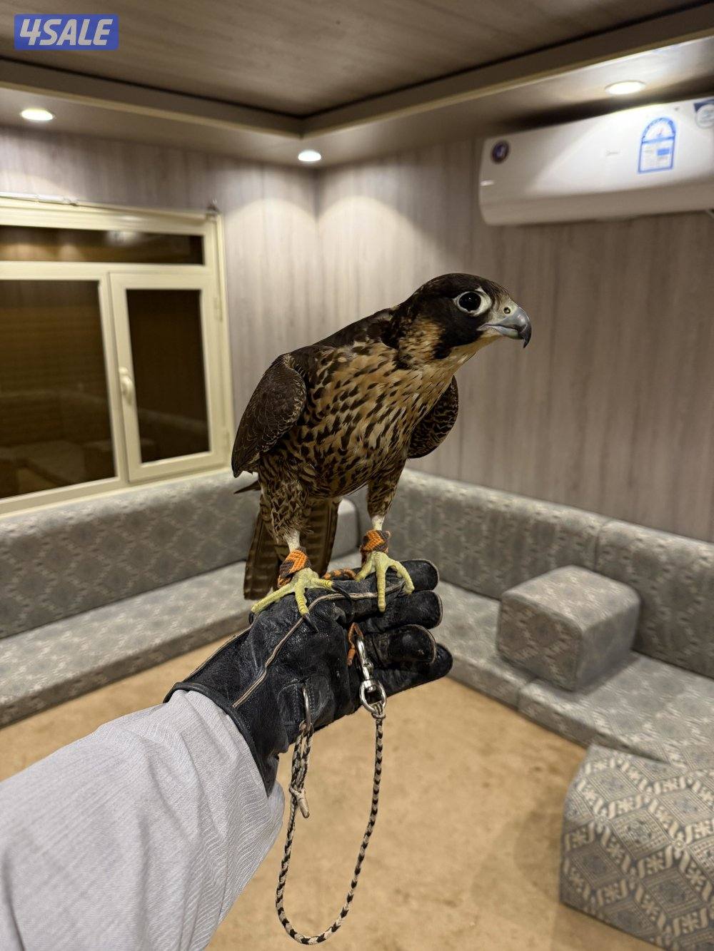 للبيع شيهانتين علومهم طيبه3