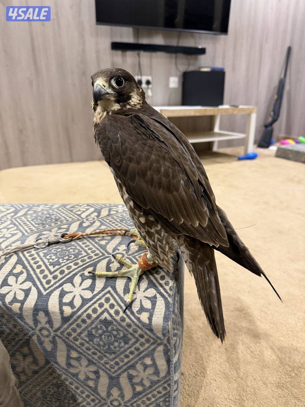 للبيع شيهانتين علومهم طيبه4