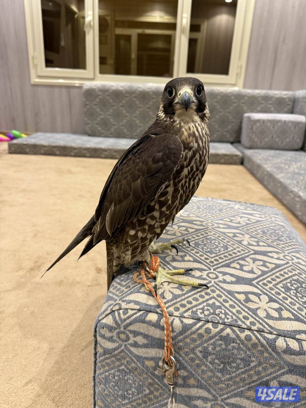 للبيع شيهانتين علومهم طيبه5