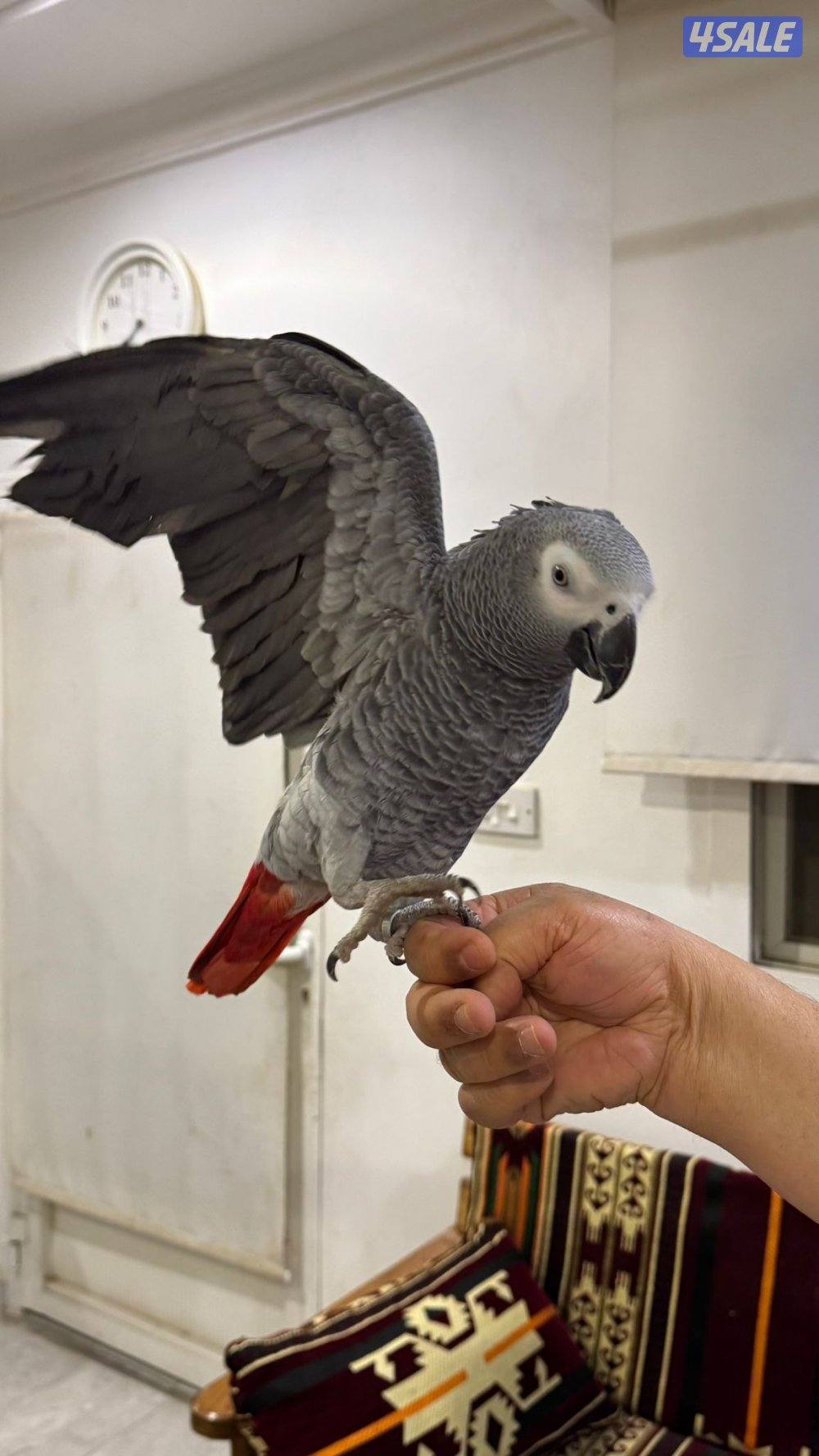 كاسكو محيل  يتكلام عمره سنه ثلات شهور جناح كامل صحة ممتازه1