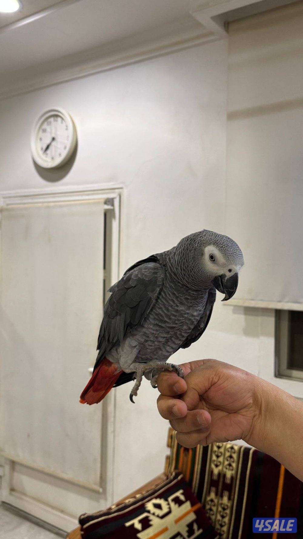 كاسكو محيل  يتكلام عمره سنه ثلات شهور جناح كامل صحة ممتازه2