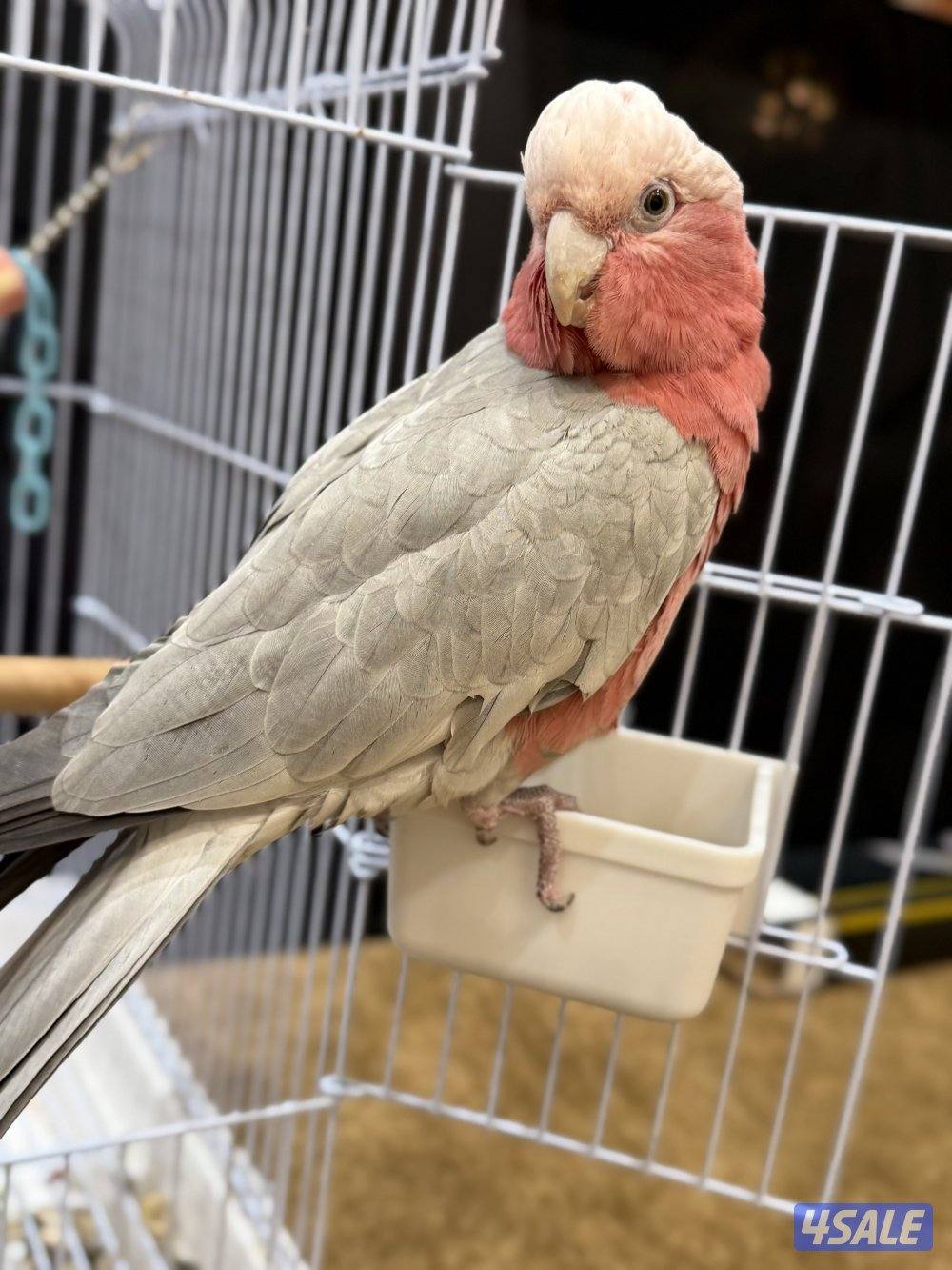 كوكاتو جالا الصحة جيده ربوه يصعد على اليد العمر ٧ شهور انتاج الكويت1