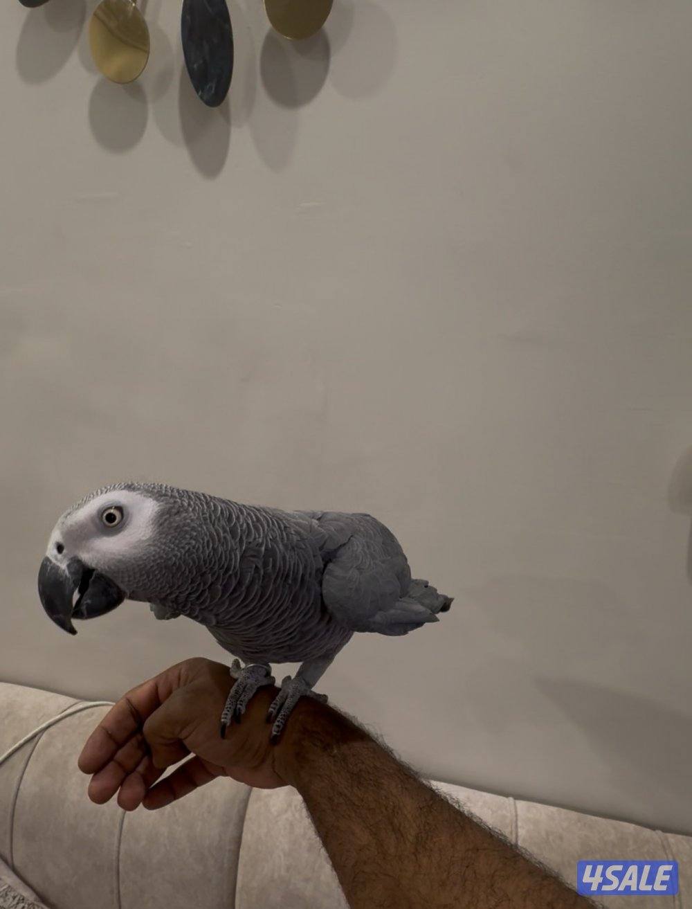 للبيع كاسكو متكلم وربوه هدد0