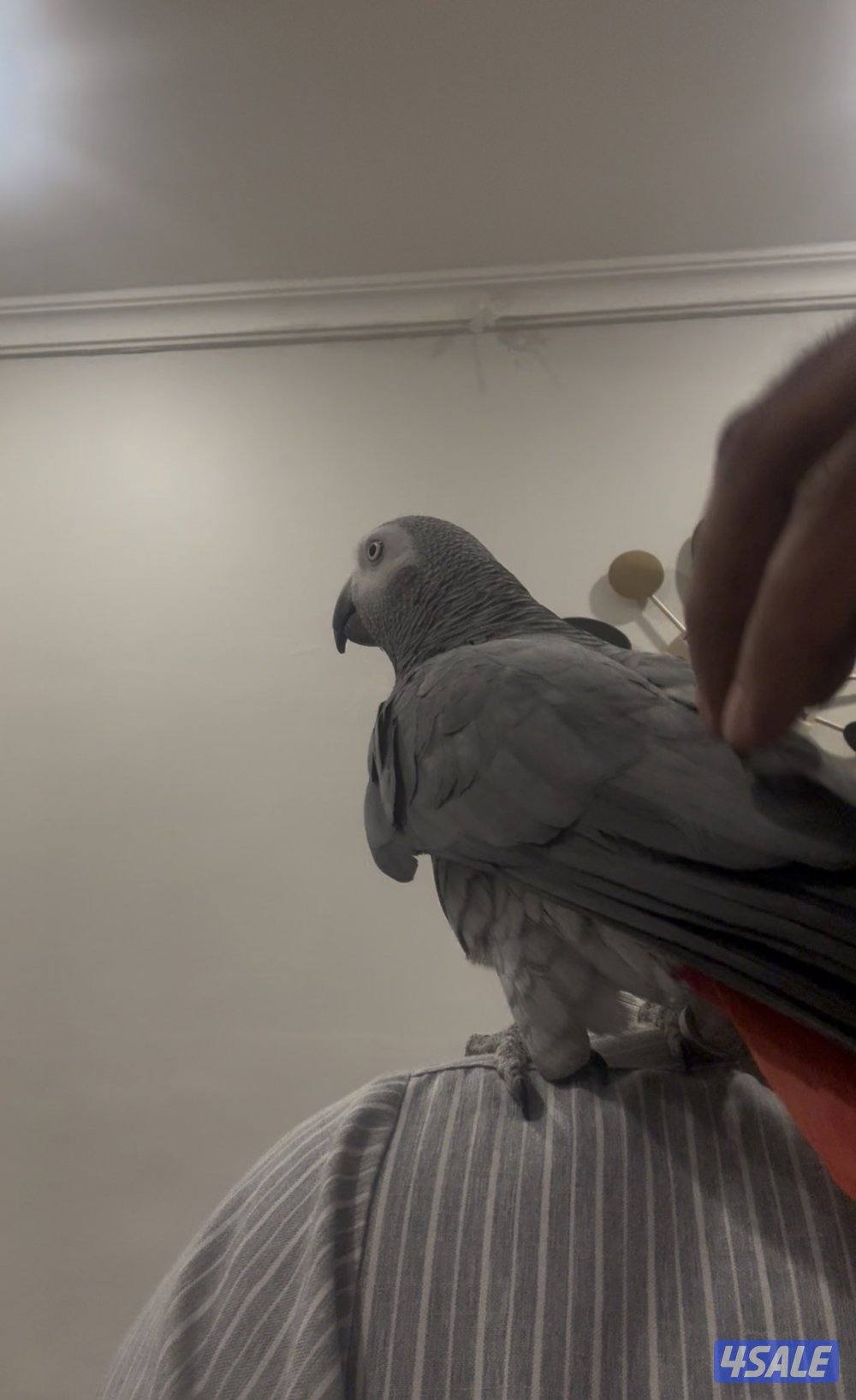 للبيع كاسكو متكلم وربوه هدد1