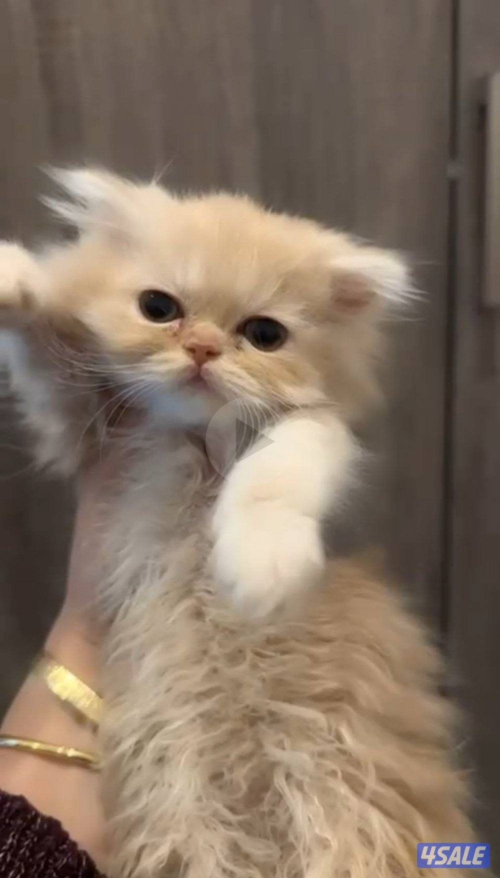 قطوه ذكر للبيع مع اغراضها0