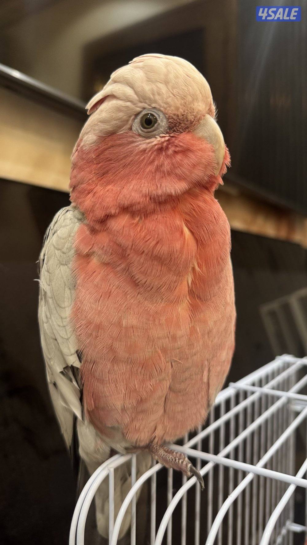 كوكاتو جالا الصحة جيده ربوه يصعد على اليد العمر ٧ شهور انتاج الكويت2