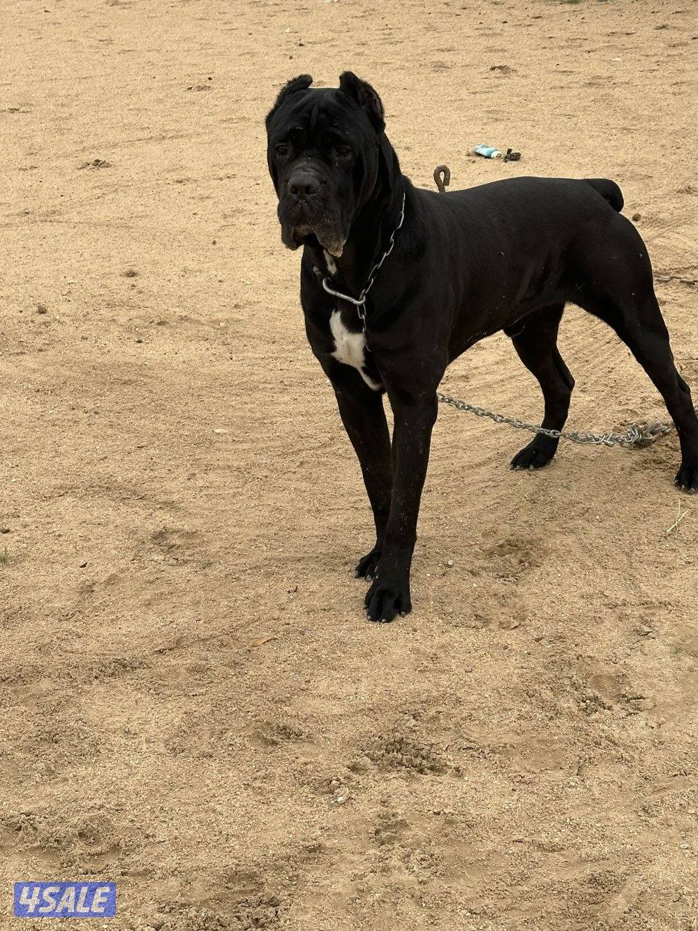 للبيع كين كورسو ذكر0