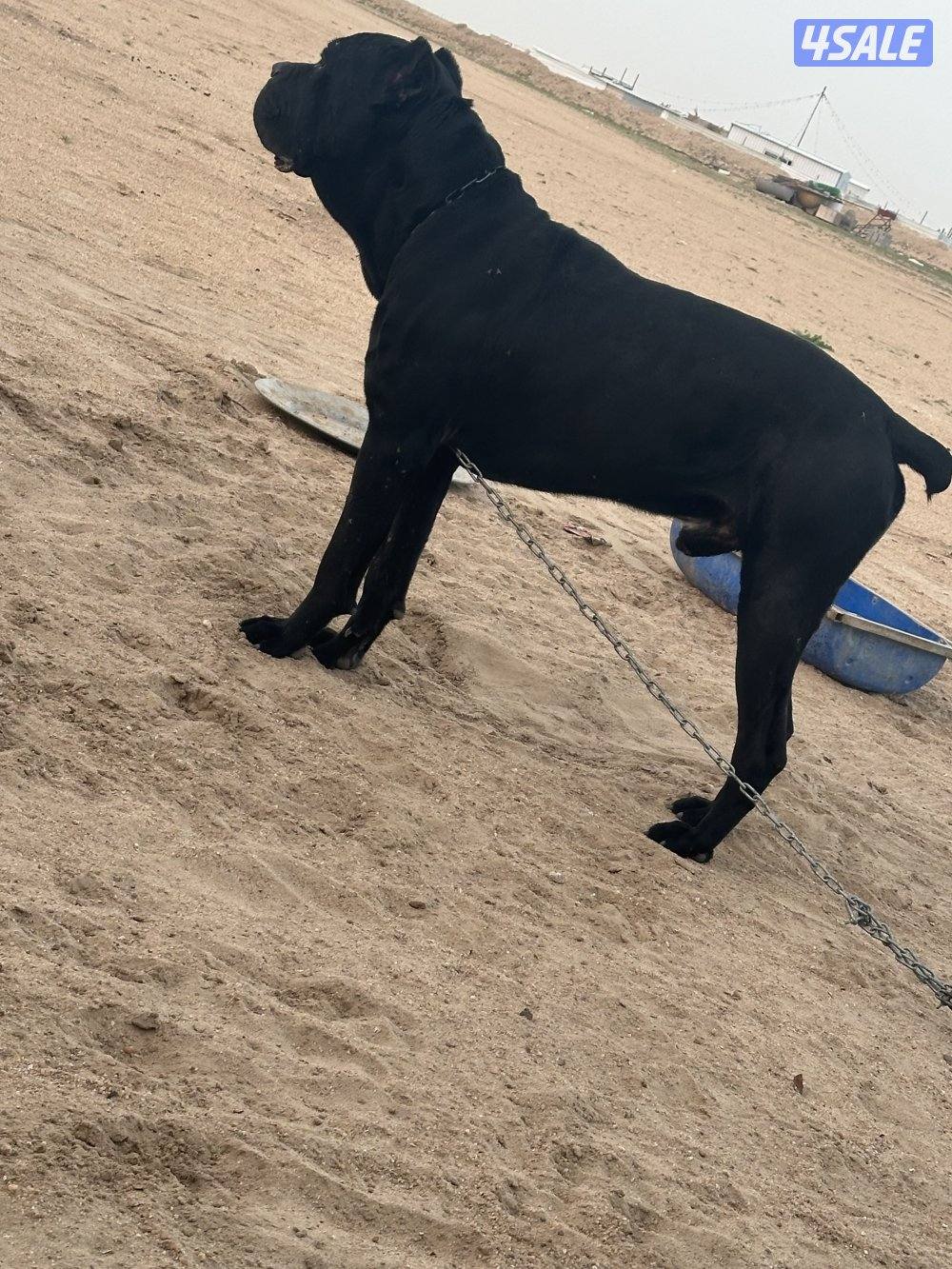 للبيع كين كورسو ذكر1