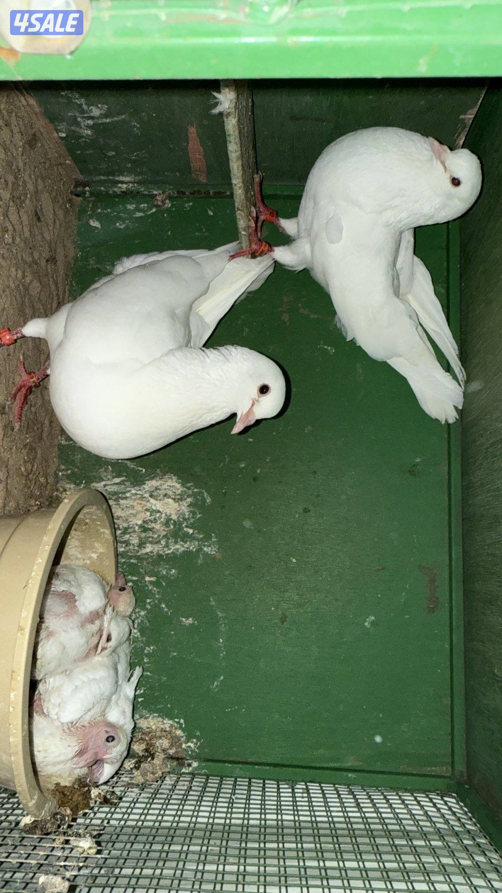 للبيع لاحم فرنسي سلاله الوزان0