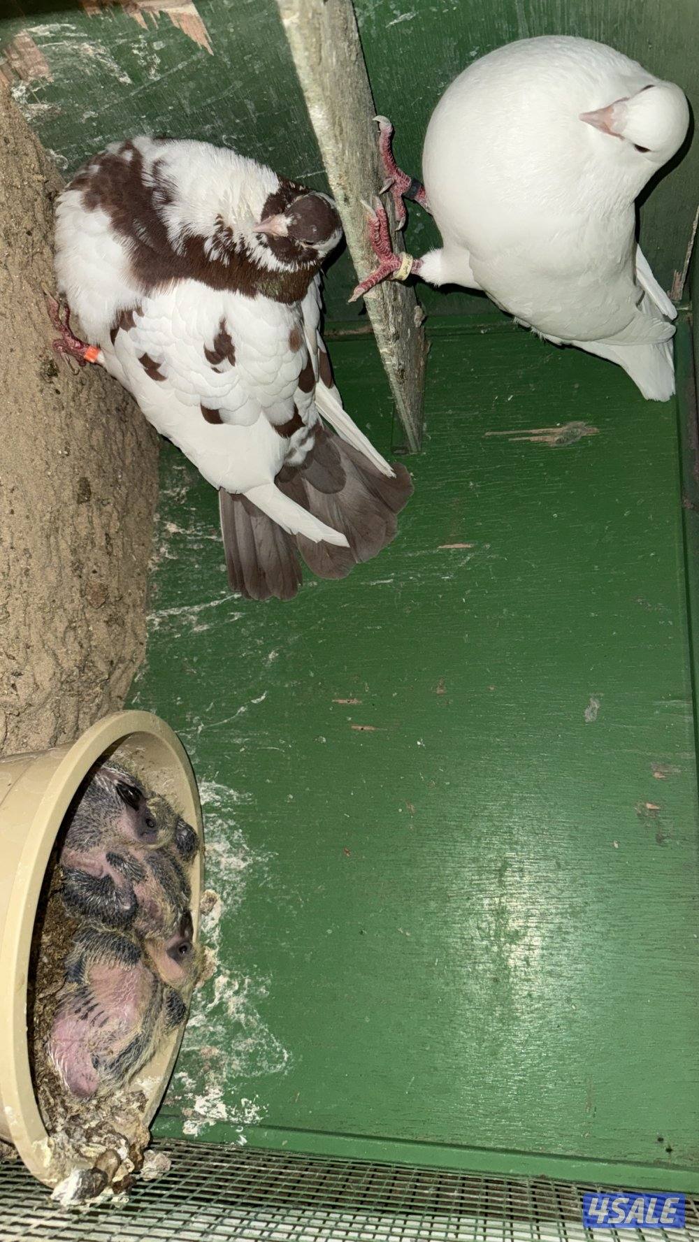 للبيع لاحم فرنسي سلاله الوزان1