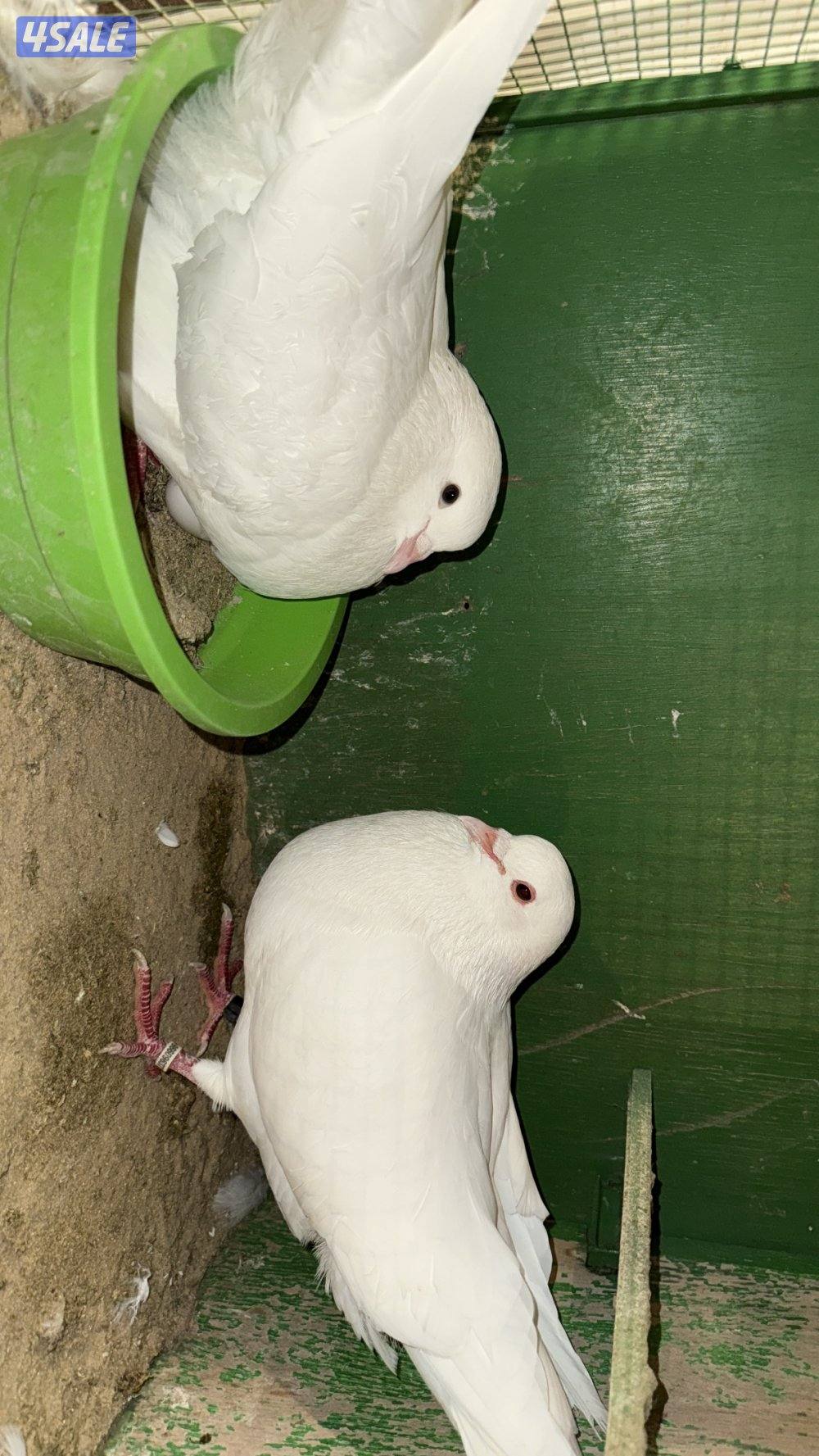 للبيع لاحم فرنسي سلاله الوزان2