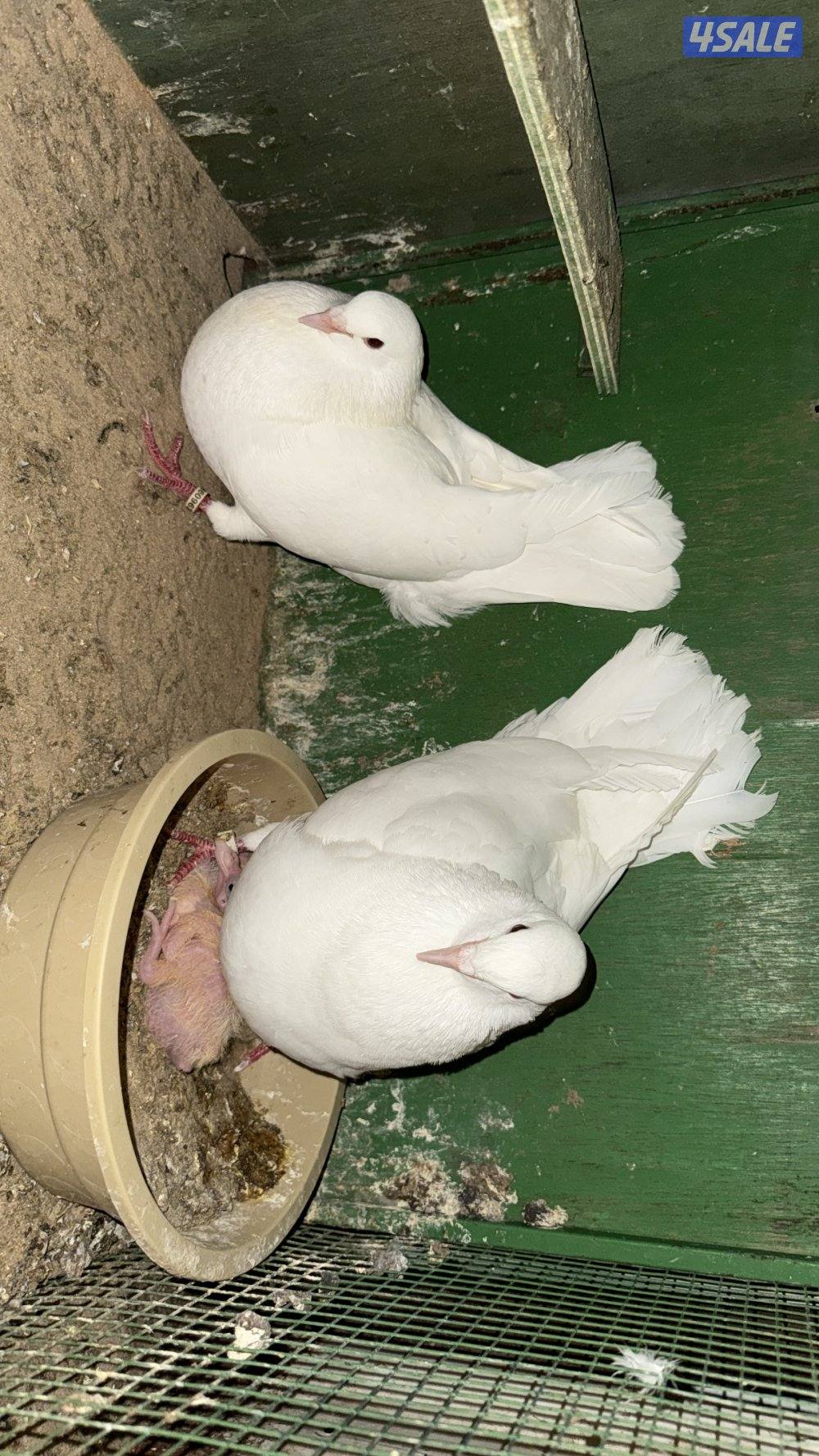 للبيع لاحم فرنسي سلاله الوزان3