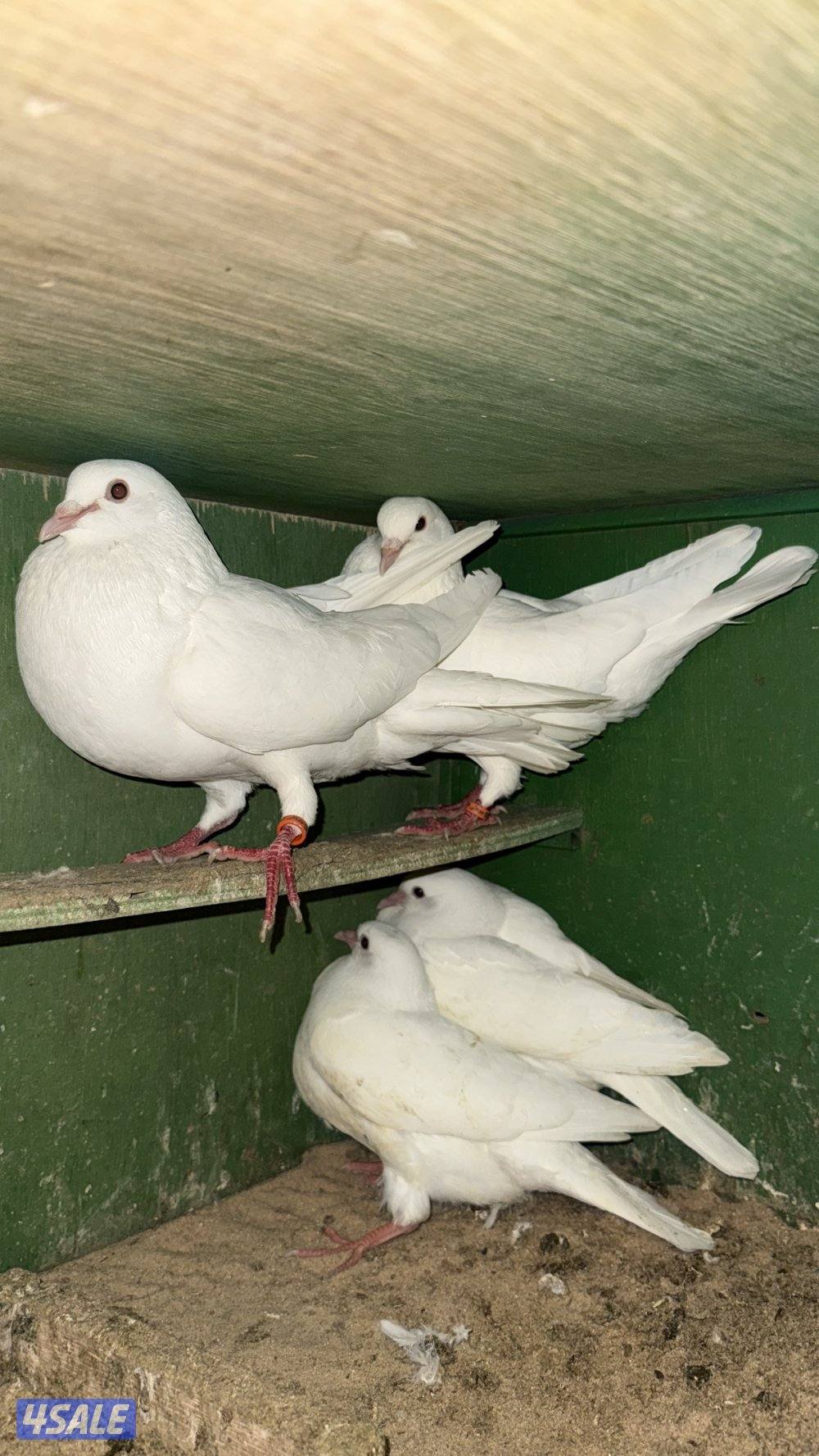 للبيع لاحم فرنسي سلاله الوزان4