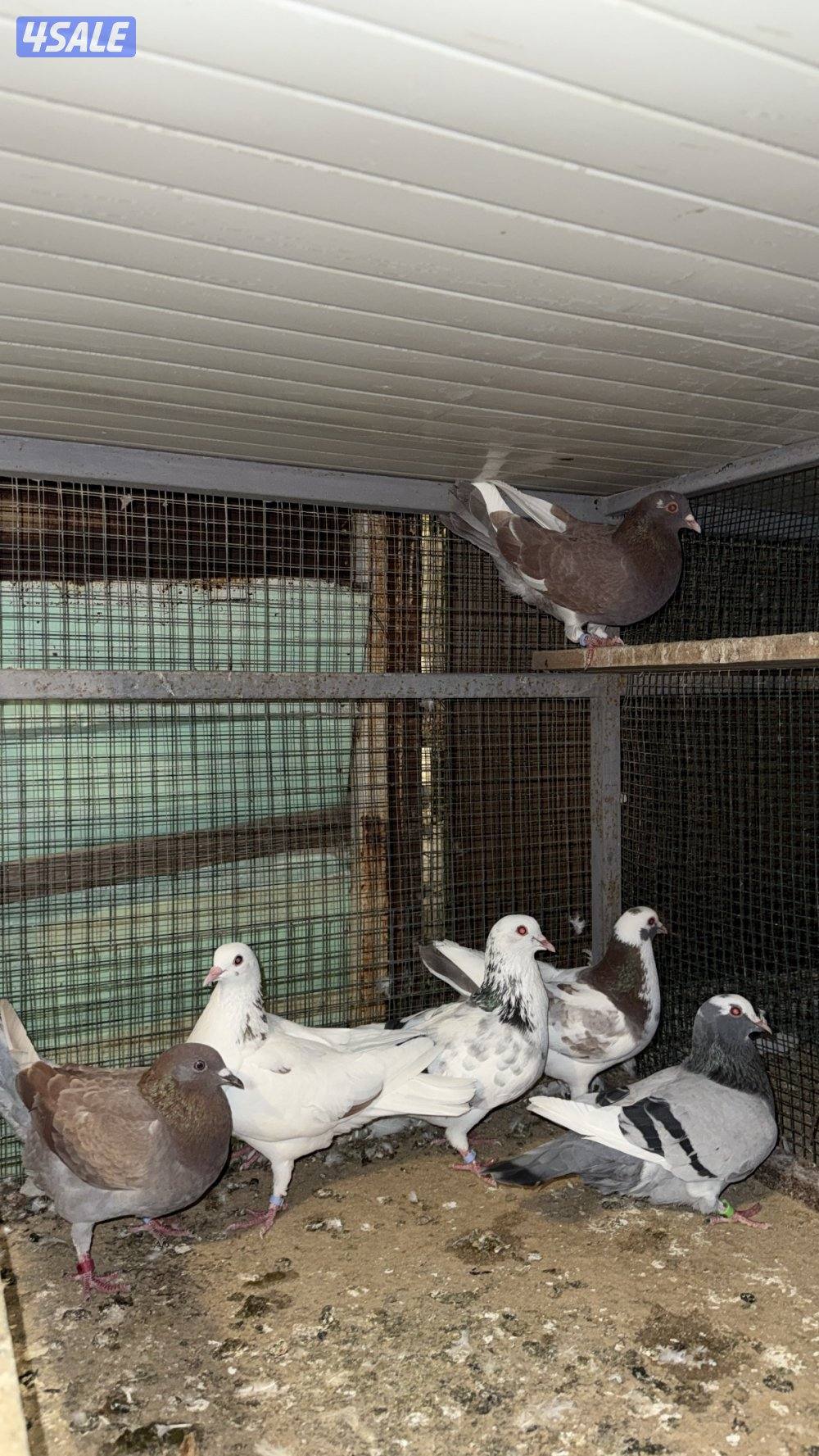 للبيع لاحم فرنسي سلاله الوزان5