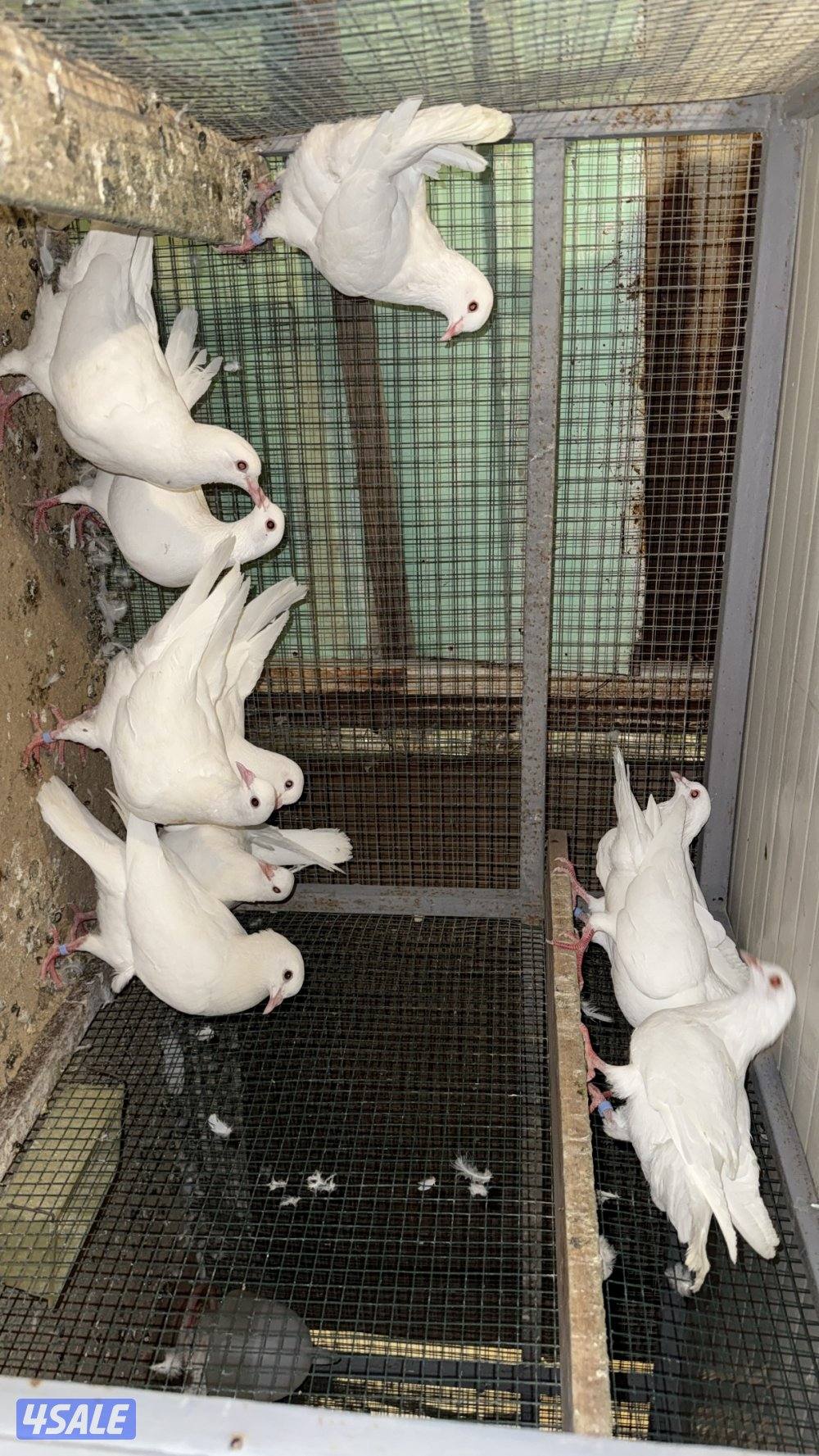 للبيع لاحم فرنسي سلاله الوزان6