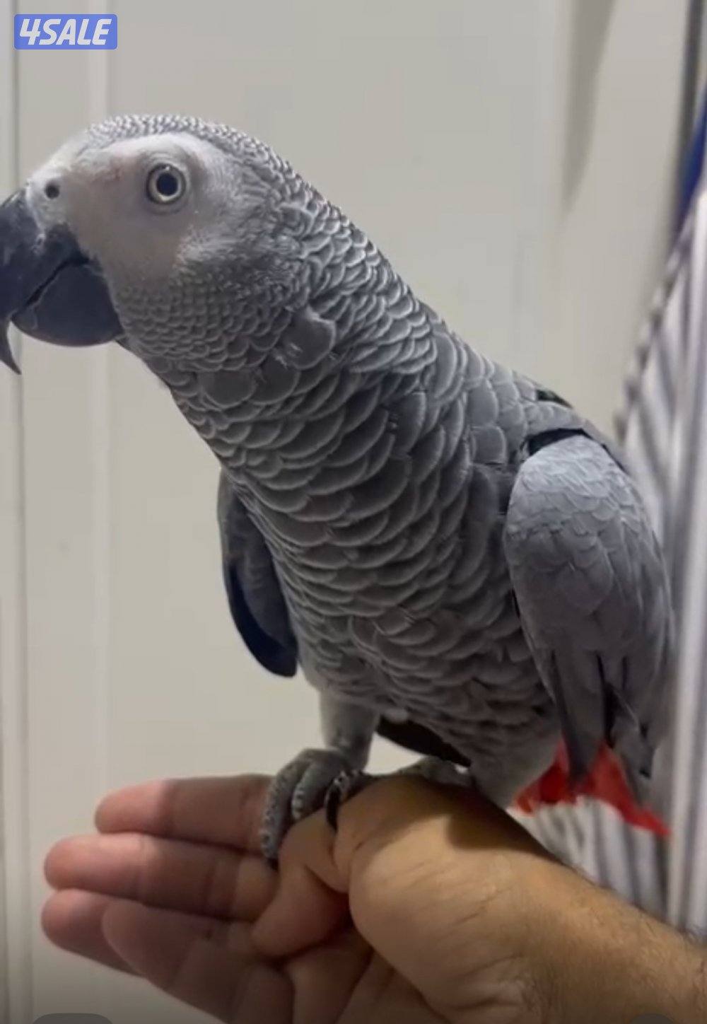 كاسكووو هولندي0