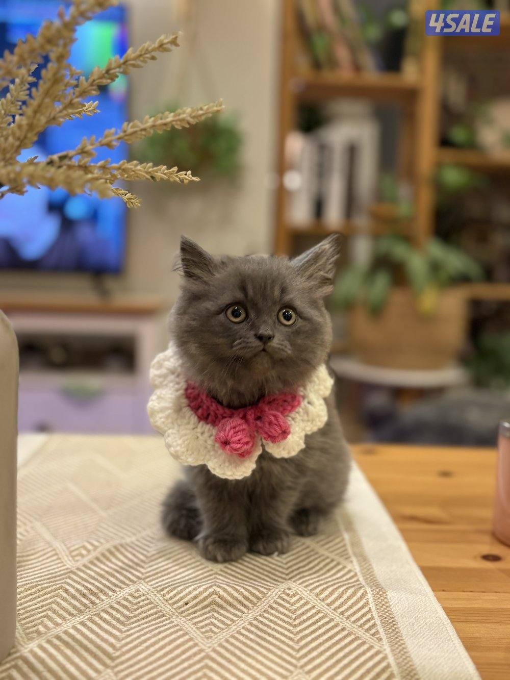 كتن بريتش🐾0