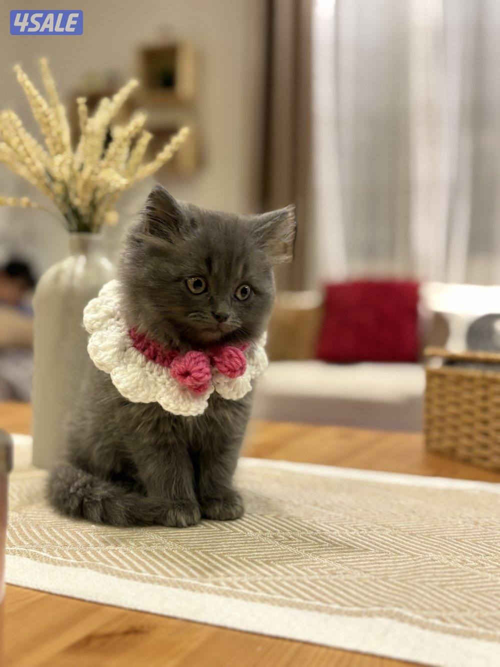 كتن بريتش🐾1