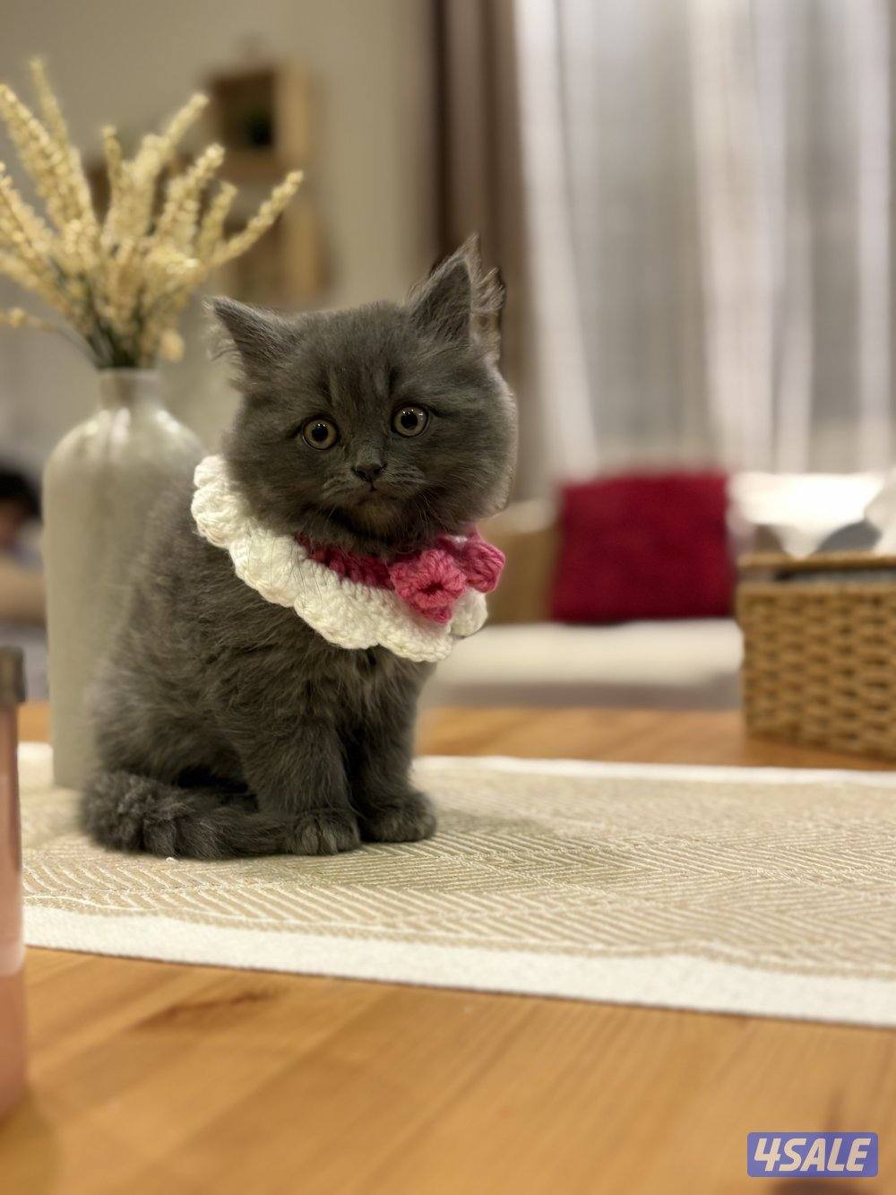 كتن بريتش🐾2