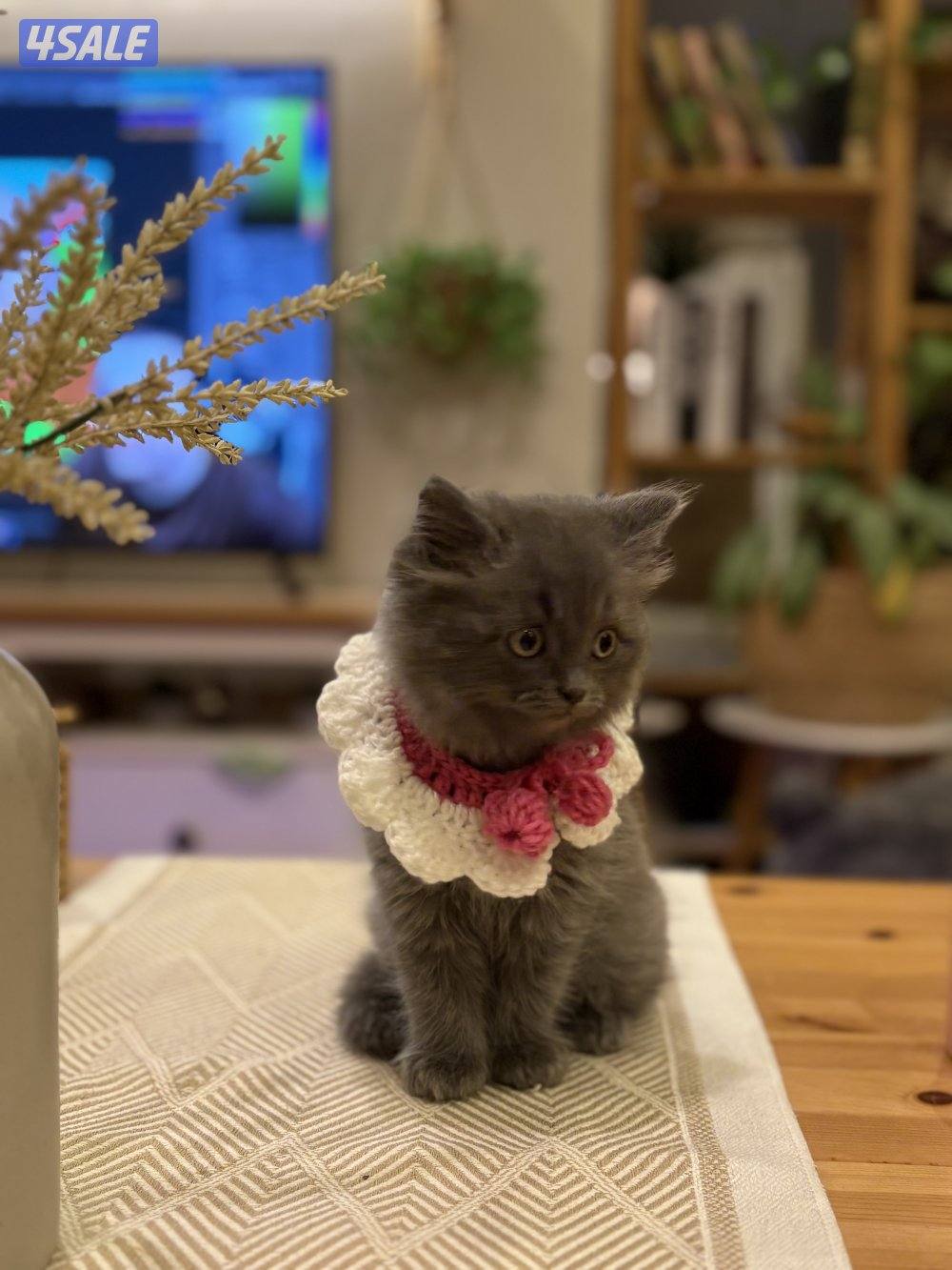 كتن بريتش🐾3