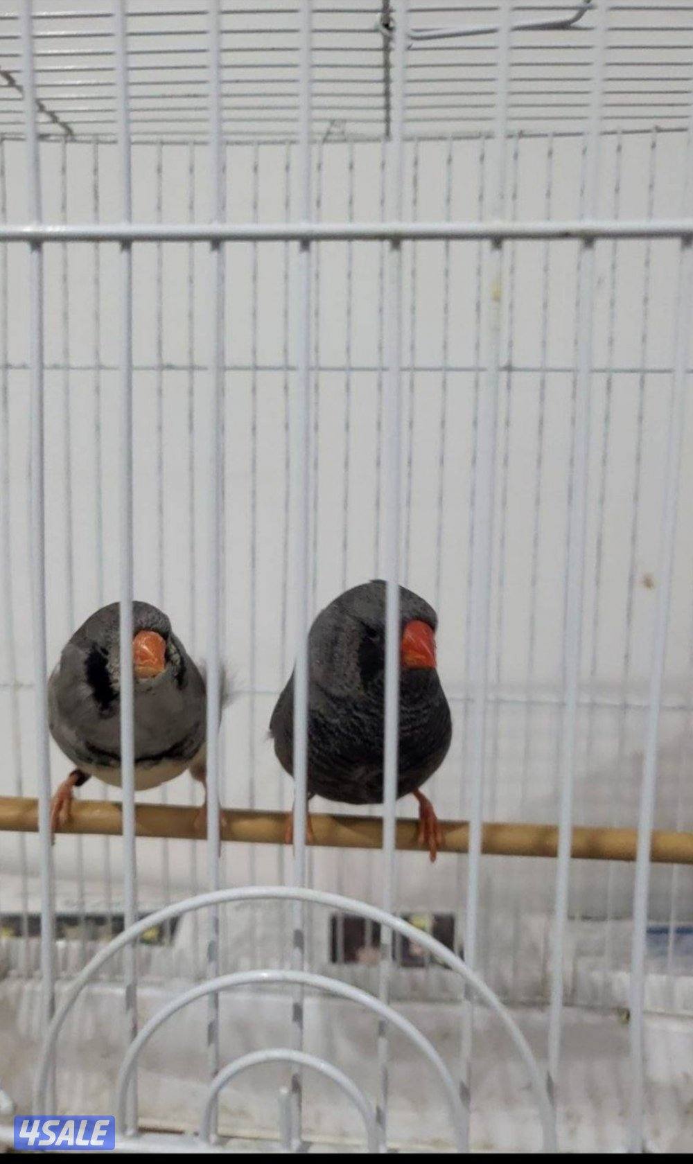 للبيع زيبرا زوجين شاركول شرط الصحه ونظافه منتج تواصل وتساب0