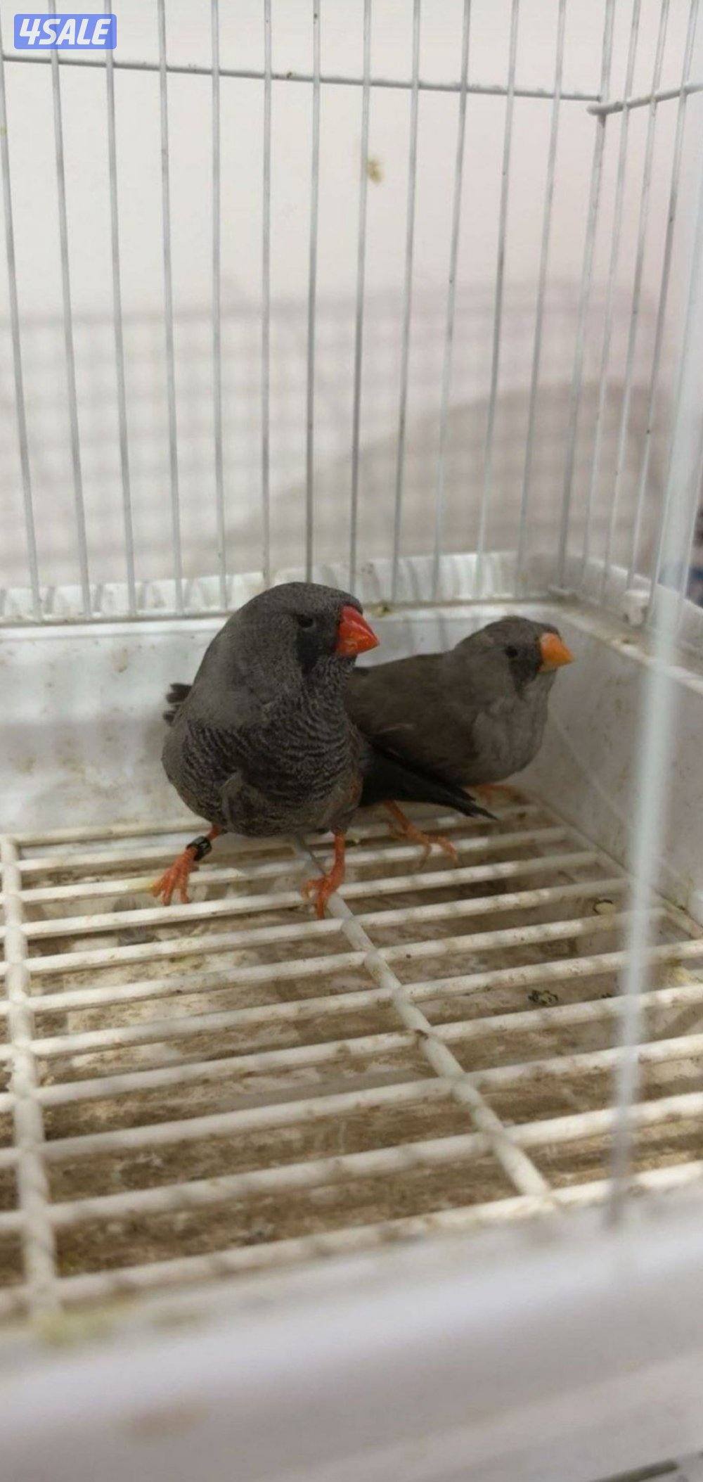 للبيع زيبرا زوجين شاركول شرط الصحه ونظافه منتج تواصل وتساب1