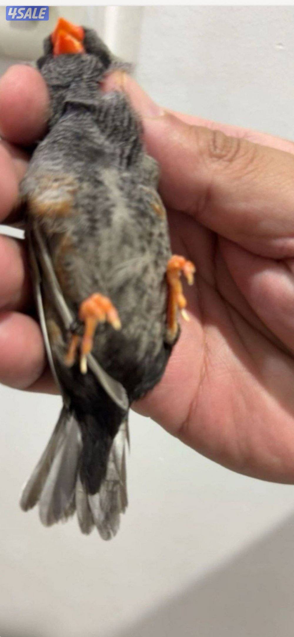 للبيع زيبرا زوجين شاركول شرط الصحه ونظافه منتج تواصل وتساب3