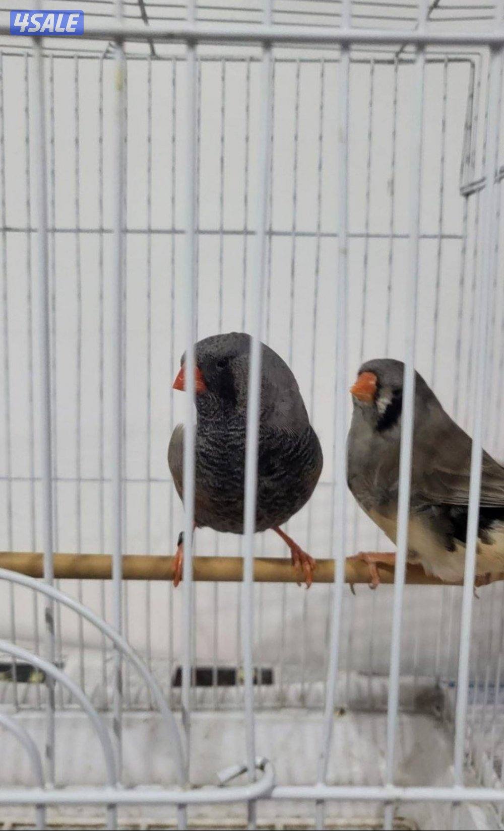 للبيع زيبرا زوجين شاركول شرط الصحه ونظافه منتج تواصل وتساب2