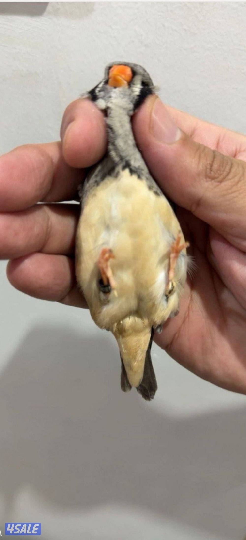 للبيع زيبرا زوجين شاركول شرط الصحه ونظافه منتج تواصل وتساب4