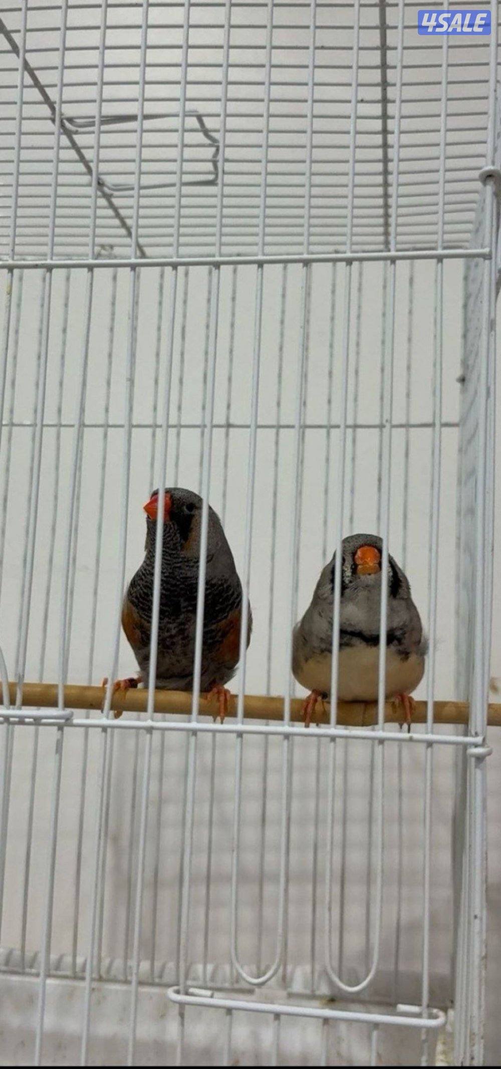 للبيع زيبرا زوجين شاركول شرط الصحه ونظافه منتج تواصل وتساب5