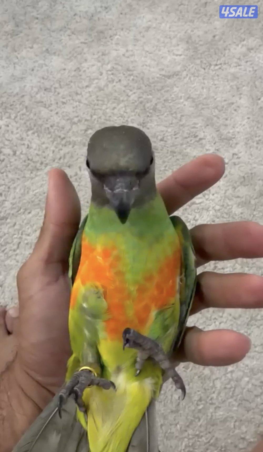 فرخ سنيغالي ياكل بروحه انتاج الكويت هذا وقته تشكله على ايدك وتعلمه0