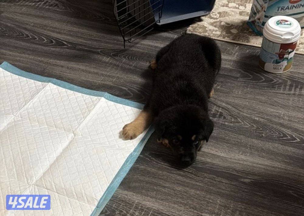 جيرمن شيبرد0