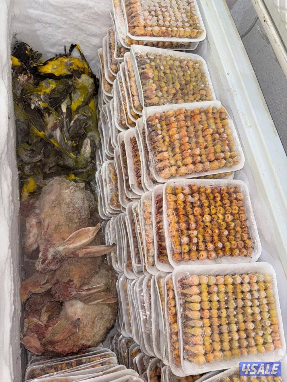 للبيع طيور2