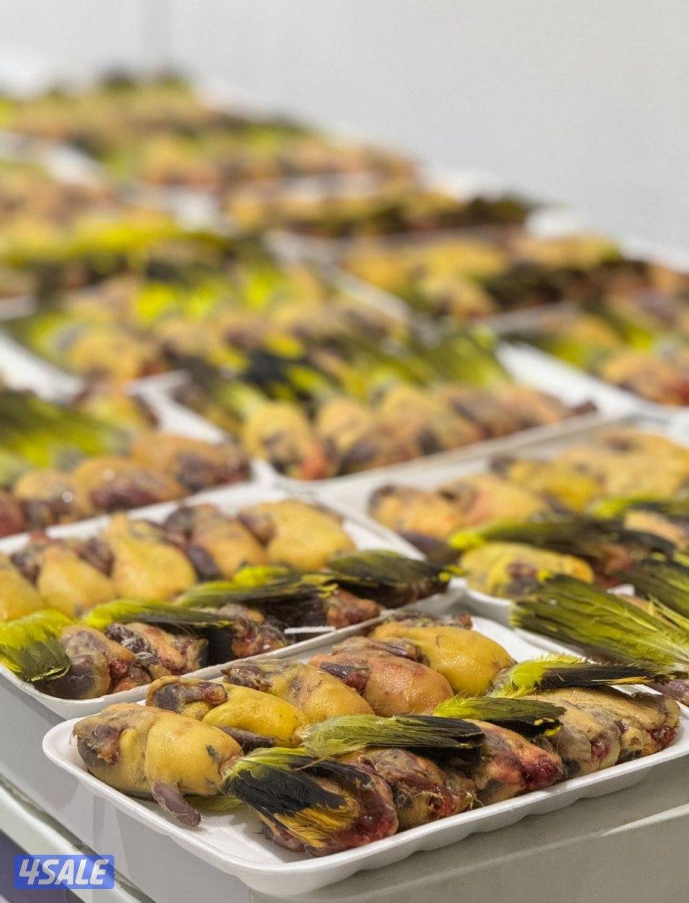 للبيع طيور4