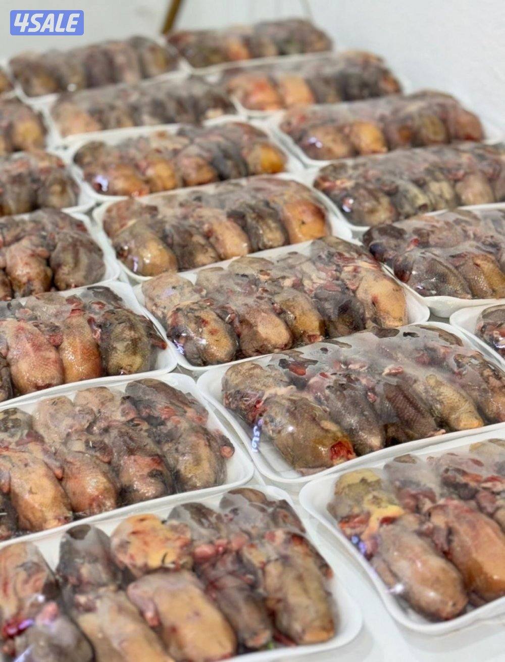 للبيع طيور5