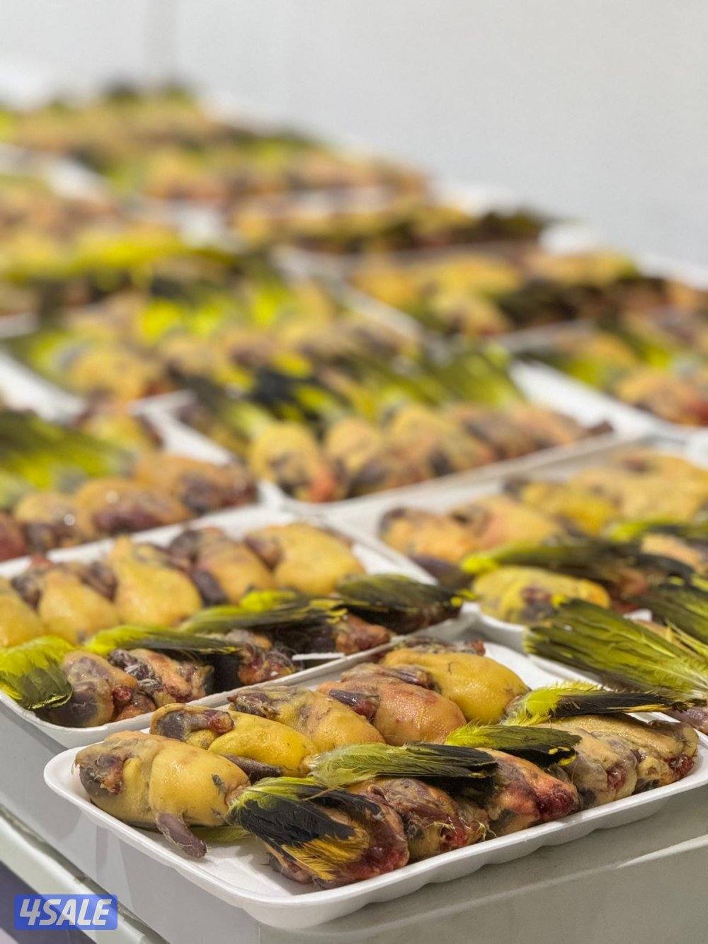 للبيع طيور7