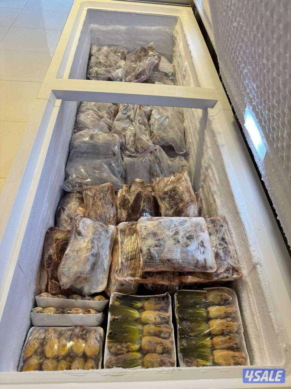 للبيع طيور6