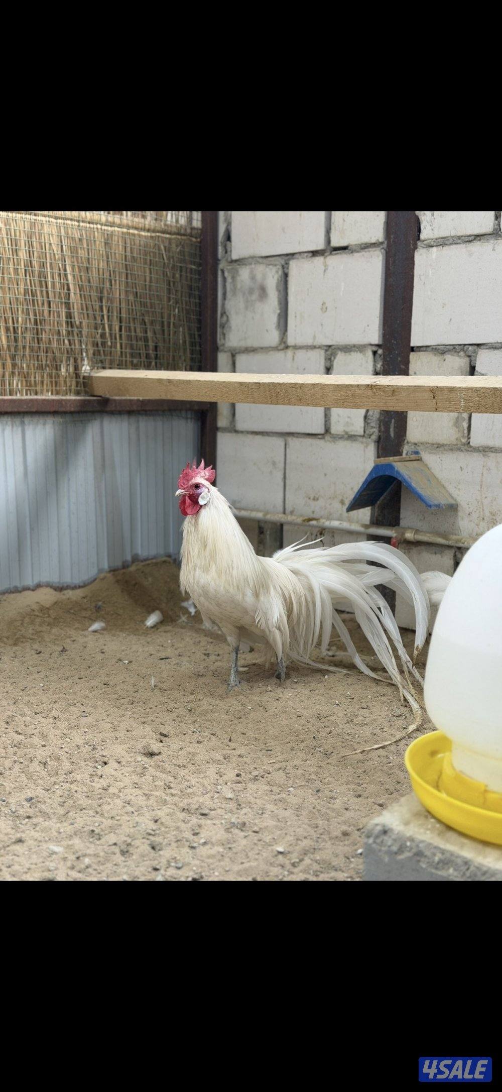 دجاجتين وديج فينيكس0