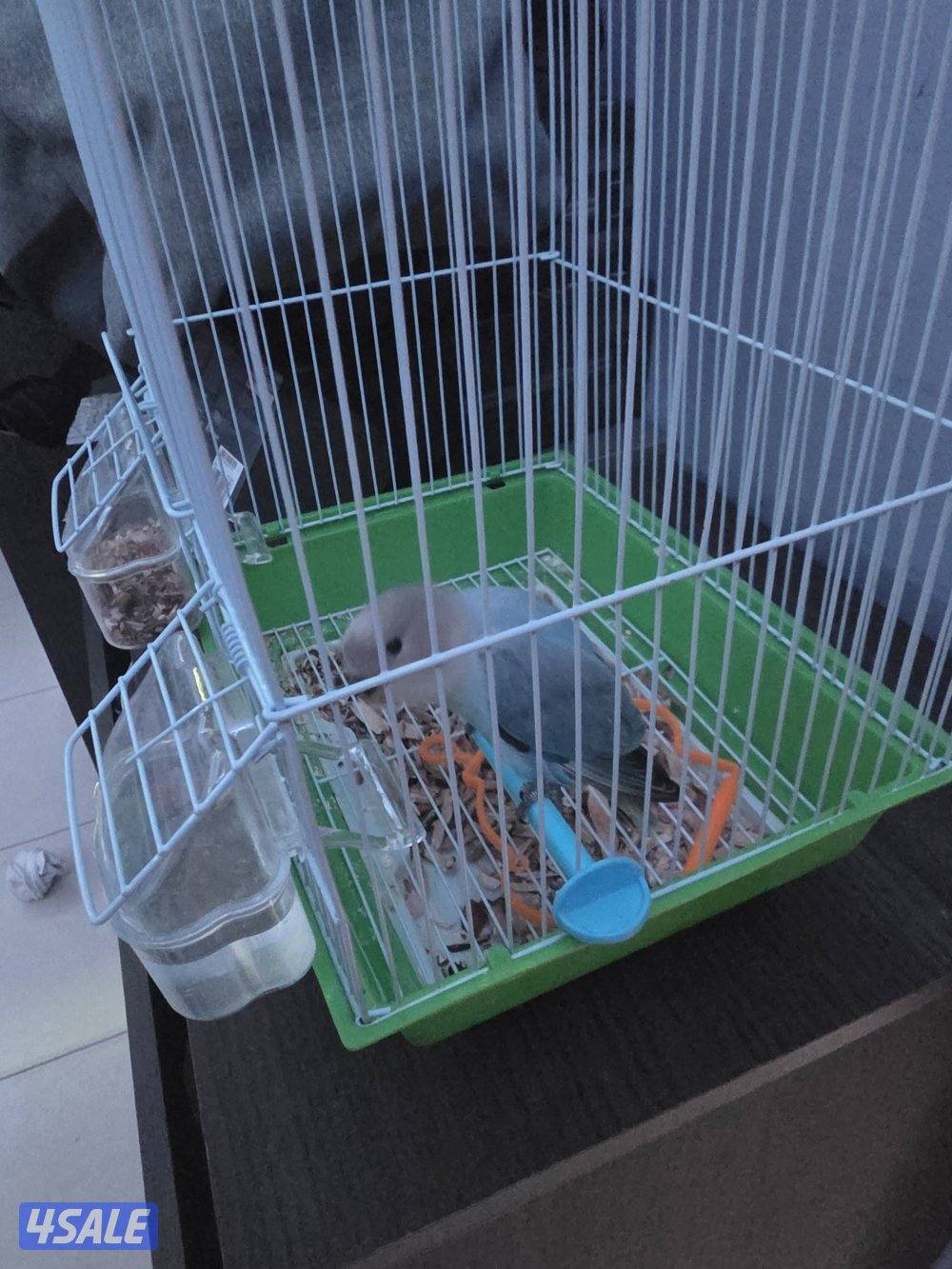 طير لوف بيرد ربوه لون ازرق الباينو نادر1