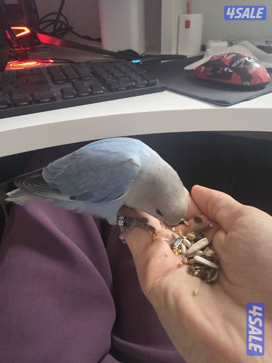 طير لوف بيرد ربوه لون ازرق الباينو نادر0