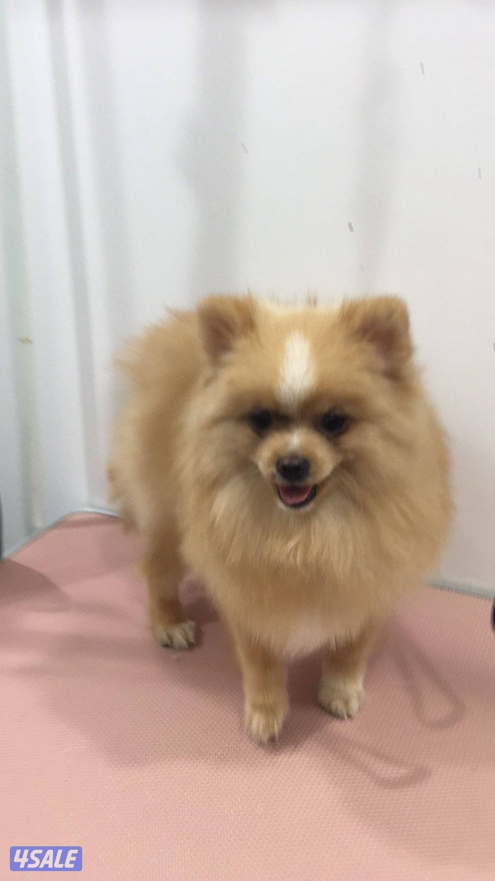 بومرينيا ذكر عمر سنه  سعر مغري  تيكب0